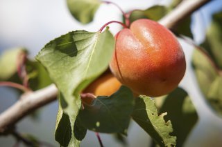 La saison des fruits d’été est littéralement "tombée à l'eau" en 2021, Les récoltes d'abricots ne correspondent qu’à 35% de la moyennesur cinq ans (archives).